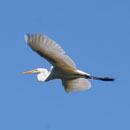 Egret